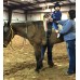 Horsemanship Arena- Animal Care and Diet